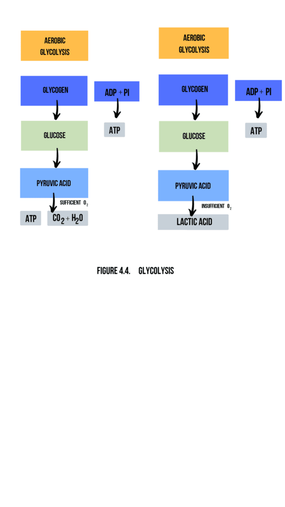 This image has an empty alt attribute; its file name is figura-4-4-glycolysis-576x1024.png
