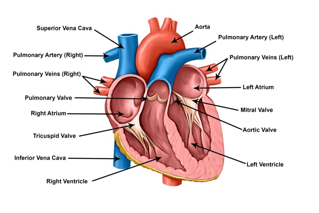 the human heart